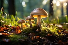 Mushrooms Are Growing In Autumn Forest. Mushroom Picking. Nature Background With Sunlight.