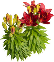 Wall Mural - Flowers isolated on transparent background. Lily flowers. Bouquet of red flowers. Very high resolution