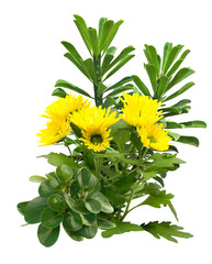 Wall Mural - Cutout yellow flowers. Flower bed isolated on transparent background. Bush for garden design or landscapin