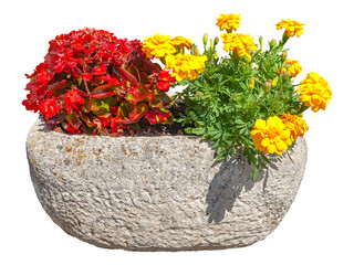 Wall Mural - flowers in pot. red and yellow flowers isolated on transparent background. colorful bouquet of flowe
