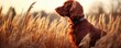Closeup portrait of a purebred hunting dog breed wearing a brown leather collar outdoors in field in fall season. Banner with haunting springer spaniel dog. 