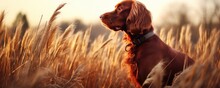 Closeup Portrait Of A Purebred Hunting Dog Breed Wearing A Brown Leather Collar Outdoors In Field In Fall Season. Banner With Haunting Springer Spaniel Dog. 