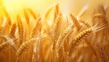 Ears Of Golden Wheat Over Sunset Sky. Close Up Beauty Nature Field Background With Sun Flare. Ripening Ears Of Meadow Wheat Field. Rich Harvest.  Beautiful Summer Or Autumn Nature Backdrop