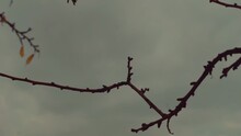 Branches Of A Tree