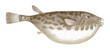 Guinean puffer sphoeroides marmoratus in side view, marine fish from Eastern Atlantic