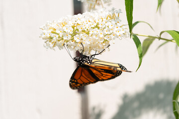 Sticker - Lepidoptera (Danaus Plexippus) hanging upside down and collecting nectar from a flower