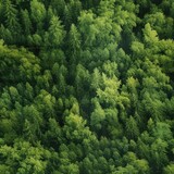 Fototapeta Las - Top view of the green forest