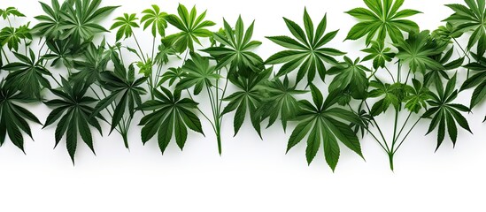 Leinwandbilder - Aralia leaves from the tropics isolated on white
