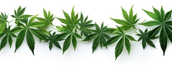 Leinwandbilder - Aralia leaves from the tropics isolated on white