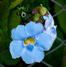 Flor Conhecida Como Tumbérgia-azul, Uma Trepadeira Rústica E Ornamental Fotografada Na Região De Caldas Novas, Goiás, Brasil - 27