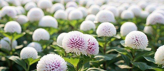 Leinwandbilder - Gorgeous white amaranth flower field at botanic academy garden