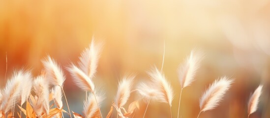 Hello text with pampas grass on green background for autumn atmosphere Copy space focus on grass Greeting card cozy vibe