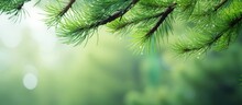 Pine Tree Branches With Stunning Bokeh On Green Backdrop