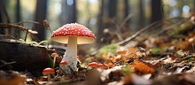Poisonous Mushrooms Including A Red Capped Fly Agaric Stand Amidst Dry Leaves In The Forest