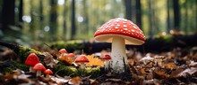 Poisonous Mushrooms Including A Red Capped Fly Agaric Stand Amidst Dry Leaves In The Forest