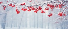 Snowfall Covers Tree Branches With Red Winter Berries