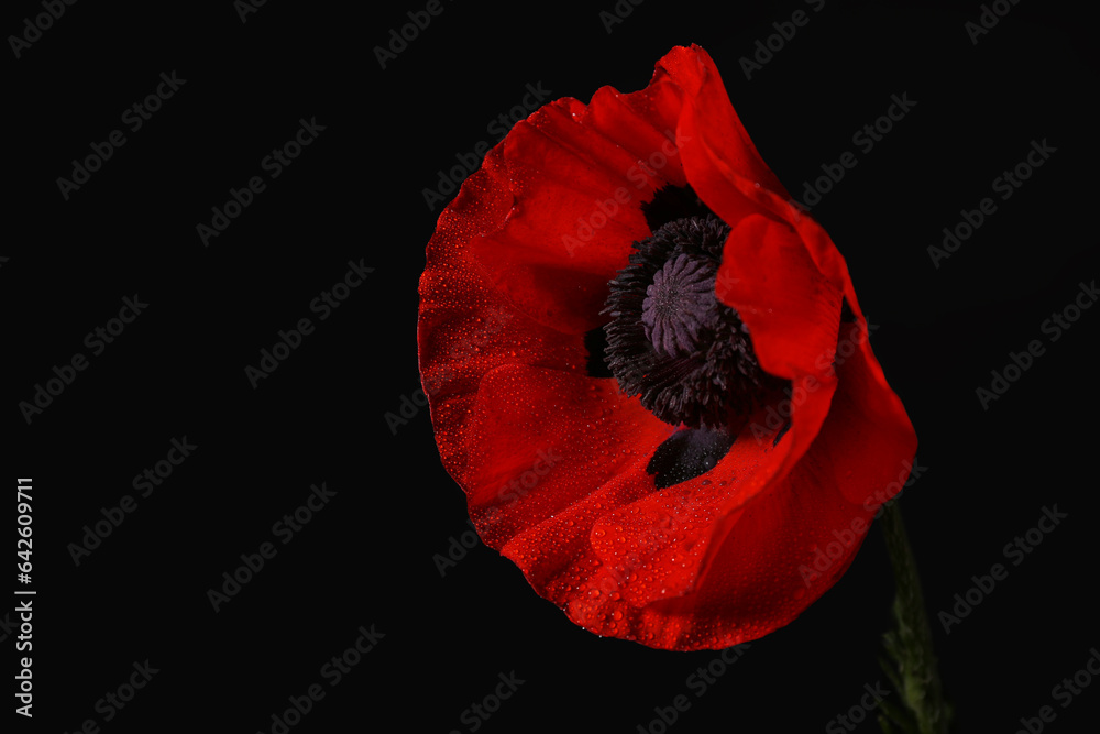 Beautiful poppy flower on black background