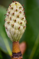 Macro Plant and Nature Photography