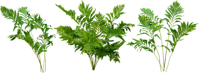 Wall Mural - green plant. cut out fern foliage. bush in summer isolated on transparent background. leaves of gree