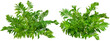	
Green plant. Cut out fern foliage. Bush in summer isolated on transparent background. Leaves of green hedge plant