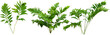 	
Green plant. Cut out fern foliage. Bush in summer isolated on transparent background. Leaves of green hedge plant