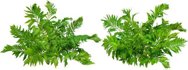 Wall Mural - green plant. cut out fern foliage. bush in summer isolated on transparent background. leaves of gree