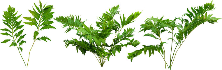 Wall Mural - green plant. cut out fern foliage. bush in summer isolated on transparent background. leaves of gree
