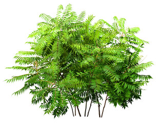 Wall Mural - green plant. cut out fern foliage. bush in summer isolated on transparent background. leaves of gree