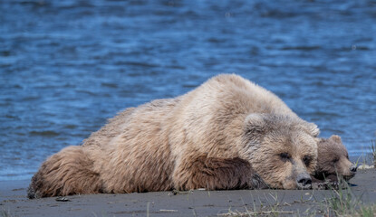 Wall Mural - Mama Brown Beaer and Cub