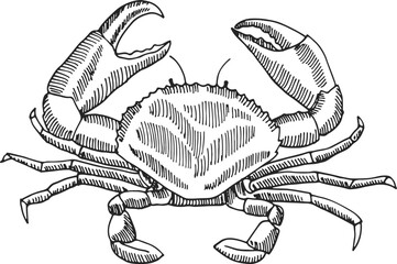 Poster - Crab engraving. Hand drawn shellfish. Seafood sketch