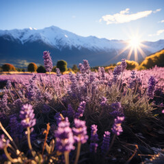 Canvas Print - lavender farm snow-capped mountains purple sky soft 
