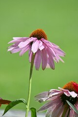 Poster - Echinacea flowers. Asteraceae pernnial plants.
The flowering period is from July to October. The flower heads are swollen and the ray flowers bloom downward.
