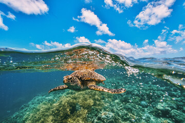 Wall Mural - green turtle in the great barrier reef