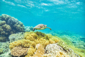 Wall Mural - green turtle in the great barrier reef