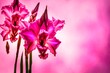 Artistic shot of gladiolus flower, Deep Pink Color beautiful flowers background