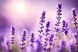 Fototapeta Lawenda - Artistic shot of lavender flower, Lavender Purple Color beautiful flowers background
