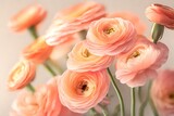 Artistic shot of ranunculus flower, Peach Blush Color beautiful flowers background