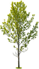 Wall Mural - tree isolated on transparent background. green foliage