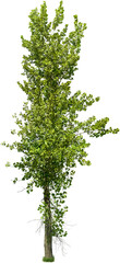 Wall Mural - tree isolated on transparent background. green foliage