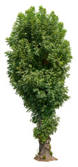 Wall Mural - tree isolated on transparent background. green foliage