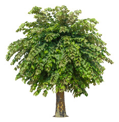 Wall Mural - tree isolated on transparent background. green foliage