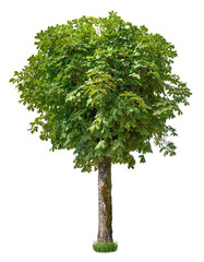 Wall Mural - tree isolated on transparent background. green foliage
