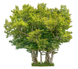 Wall Mural - tree isolated on transparent background. green foliage