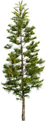 Wall Mural - Tree pine isolated on transparent background. Spruce	
