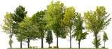 Fototapeta Fototapeta las, drzewa - Cutout tree line. Forest and green foliage in summer. Row of trees and shrubs isolated on transparent background. Forest scape. High quality clipping mask