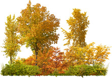 Row Of Trees And Shrubs Isolated On Transparent Background. Treeline, Maple Forest In Autumn
