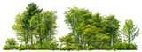 Fototapeta Fototapeta las, drzewa - Cutout tree line. Forest and green foliage in summer. Row of trees and shrubs isolated on transparent background. Forest scape. High quality clipping mask