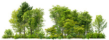 Cutout Tree Line. Forest And Green Foliage In Summer. Row Of Trees And Shrubs Isolated On Transparent Background. Forest Scape. High Quality Clipping Mask