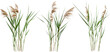 Cattail and reed plant isolated on transparent background	
