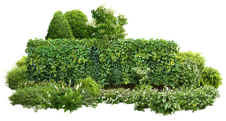 Wall Mural - Cutout garden hedge. Garden design isolated on transparent background. Flowering shrub and green plants for landscaping. Flower bed and boxwood hedge